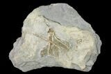 Fossil Crinoid (Dichocrinus) - Gilmore City, Iowa #148677-1